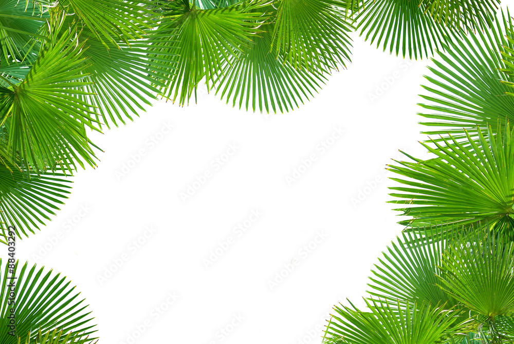 Tropical palms on white background for text