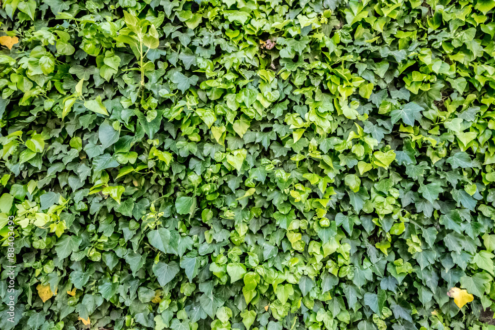Ivy covered wall. Ivy covered wall.
