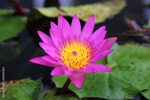 pink lotus in the marsh with pollen