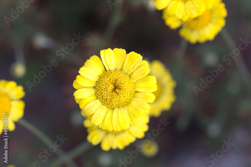 Φωτογραφία Chamomile - Dyer's Chamomile