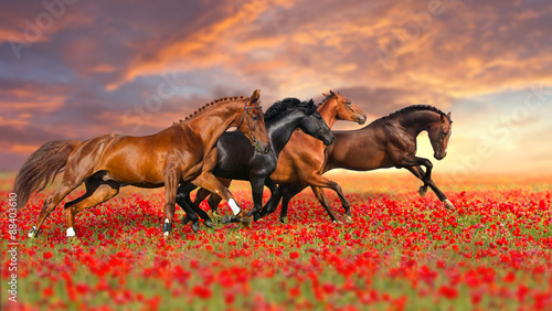 Group of four horses run gallop in poppy field against sunset sky #88403610