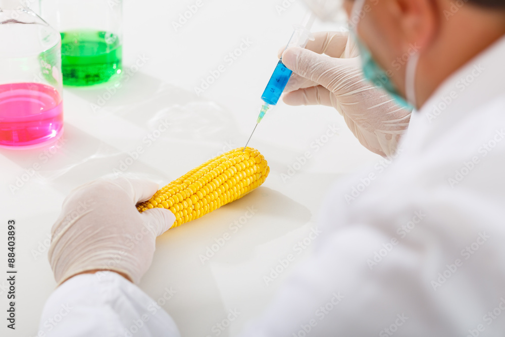 Scientist injecting chemicals into corn. Shot from behind Scientist injecting chemicals into corn. Shot from behind