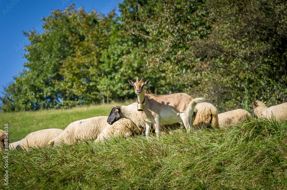 Fototapeta premium flock of sheep grazing on green pasture