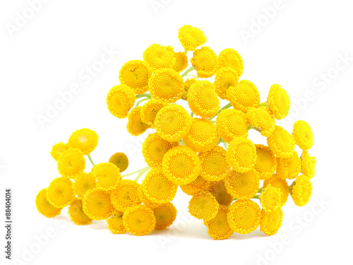 Tansy on a white background