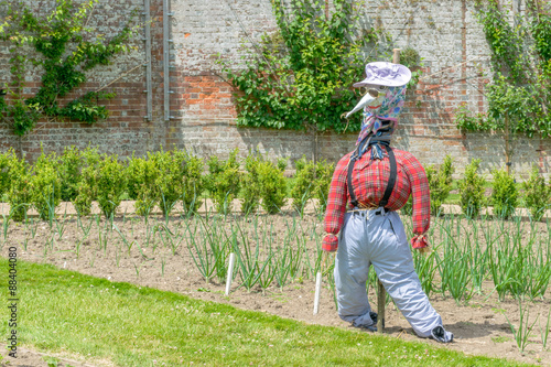 Scarecrow in a vegetable patch