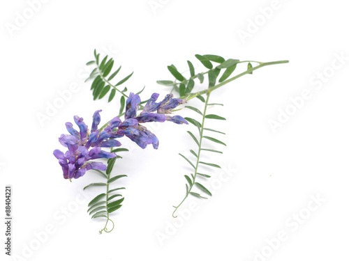 Photos Tufted Vetch flowers isolated on white (Vicia Cracca)