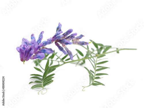 Tufted Vetch flowers isolated on white (Vicia Cracca) photo