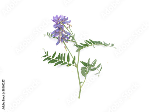 Tableau sur toile Tufted Vetch flowers isolated on white (Vicia Cracca)
