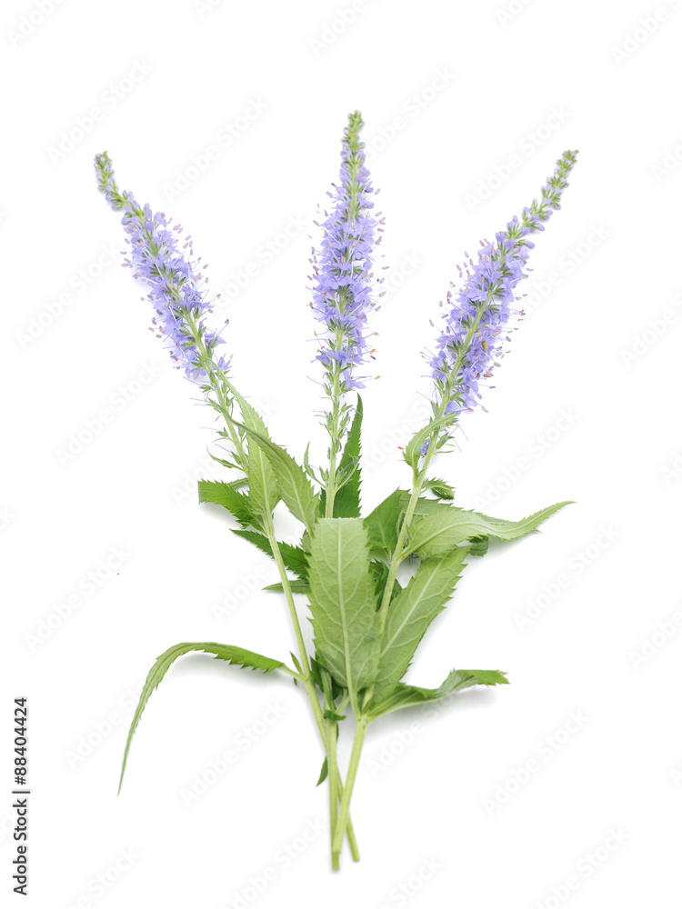 Fototapeta premium Veronica spicata on a white background