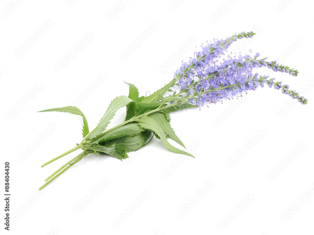 Fototapeta premium Veronica spicata on a white background