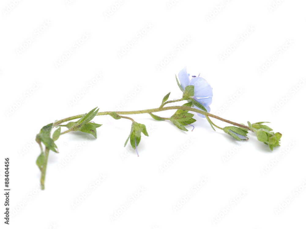 Veronica Chamaedrys on a white background