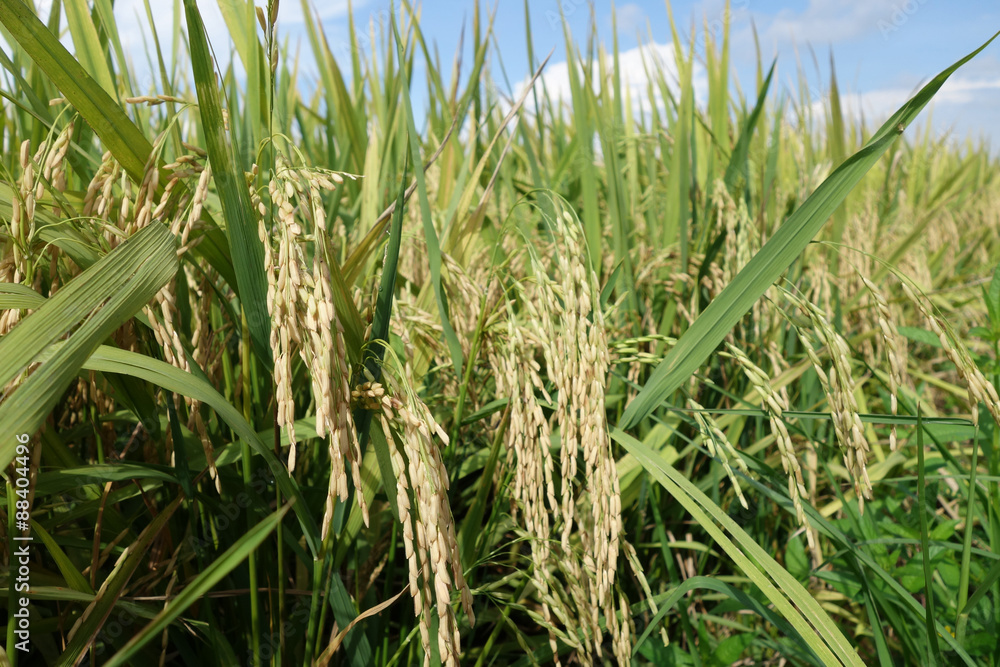 Fototapeta premium Ripe rice grains in Asia before harvest