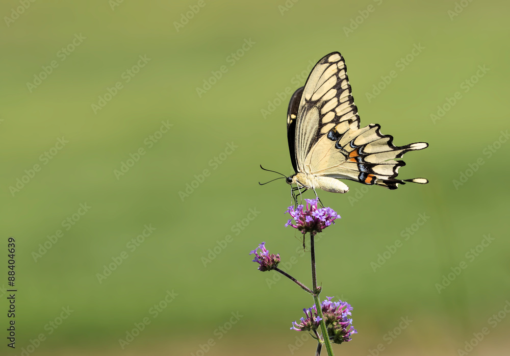 Giant Swallowtail