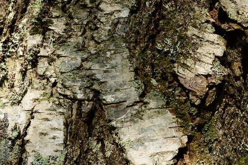 Birch bark on a tree trunk background texture pattern
