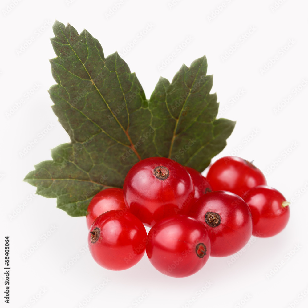 Red currant bunch Red currant bunch