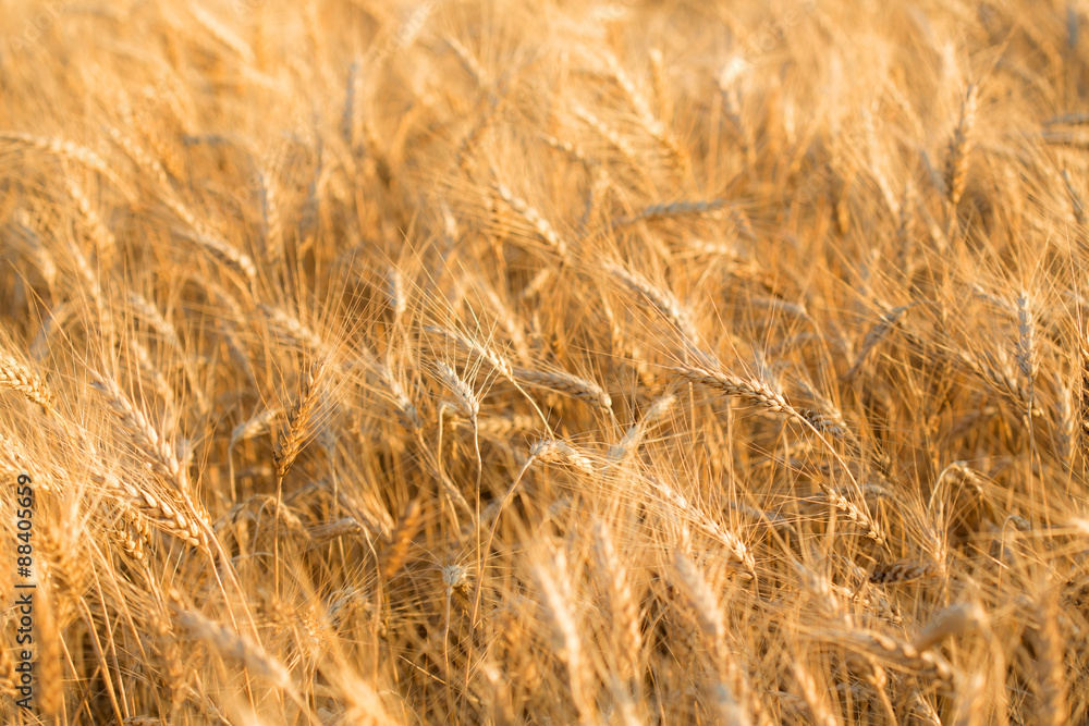 Wheat field