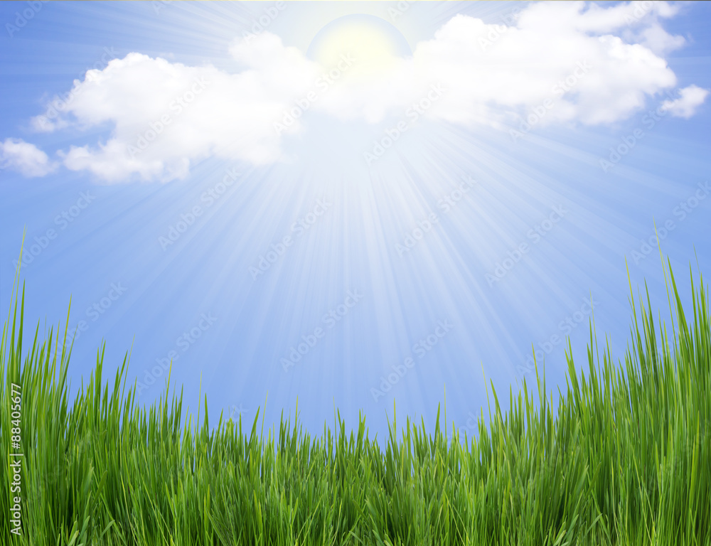 Fototapeta premium Green grass and sun light