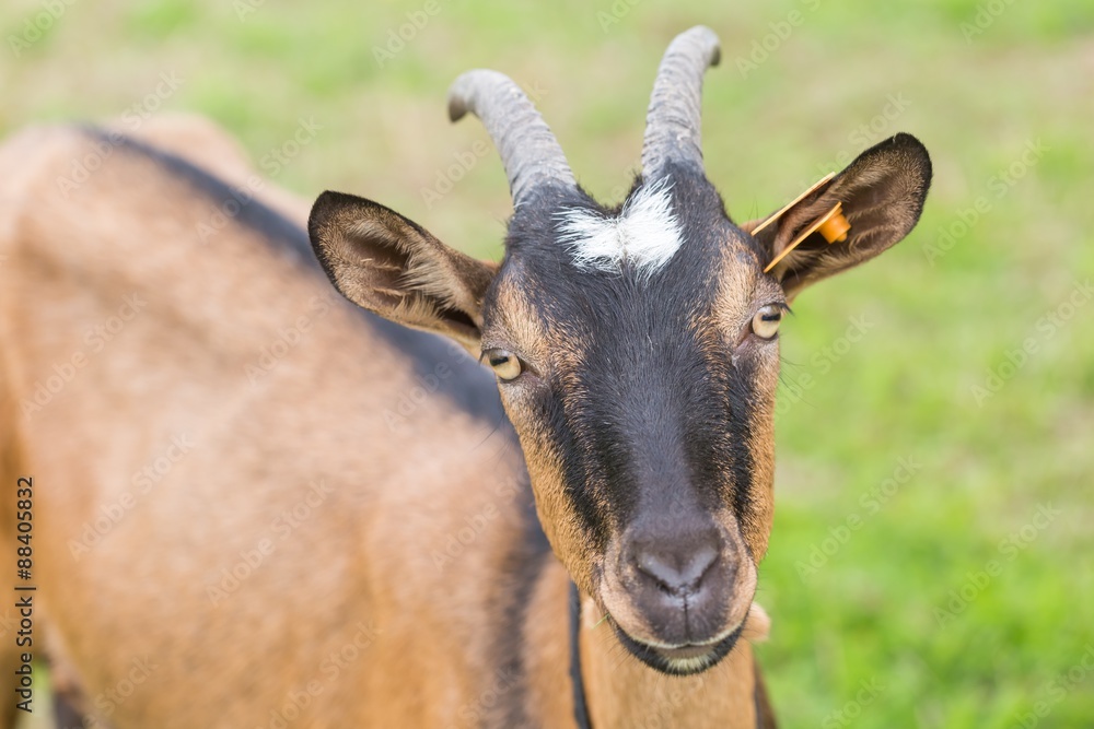 Goat on pasture. Animals on farm