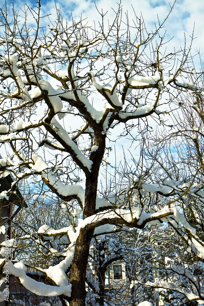 Winter, tree with nude branches covered by snow
