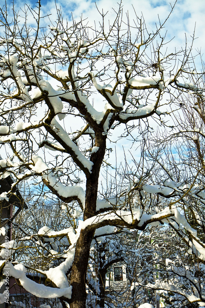 Winter, tree with nude branches covered by snow Winter, tree with nude branches covered by snow