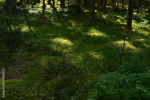 Figure sunlight on moss in the spruce forest at sunrise