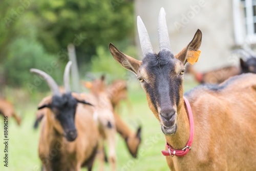 Goat on pasture. Animals on farm