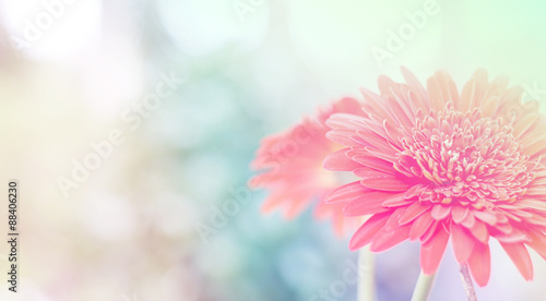 Beautiful gerbera flower background