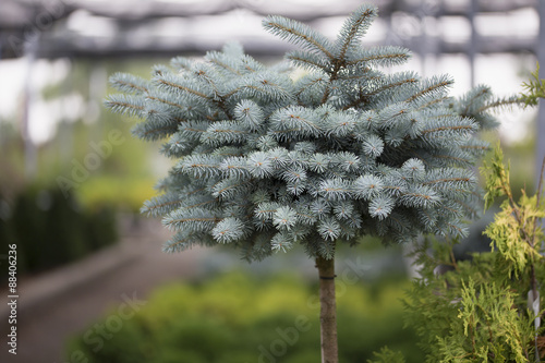 Globe Blue Spruce photo