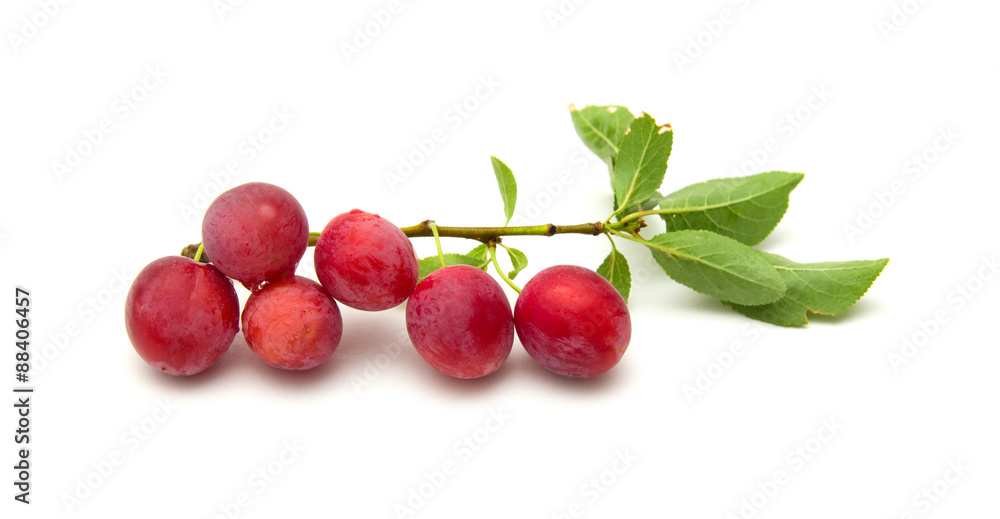 small round red wild plums small round red wild plums