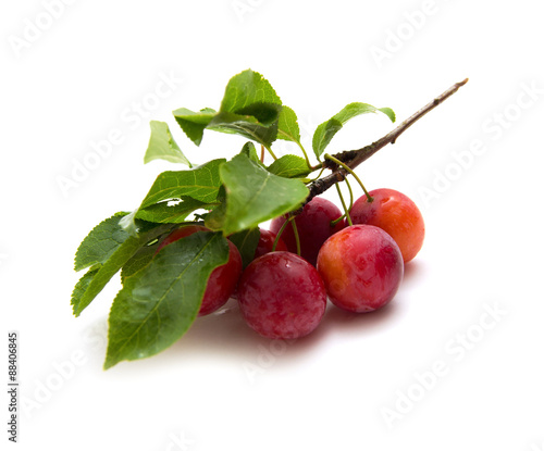 small round red wild plums