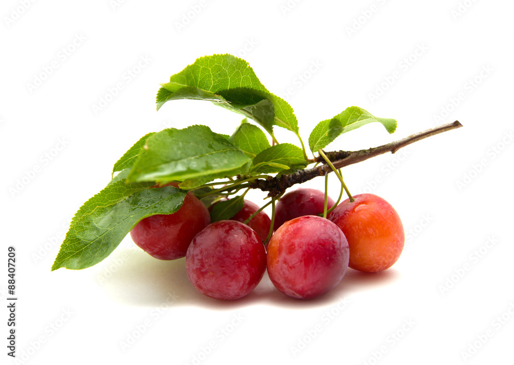 small round red wild plums small round red wild plums