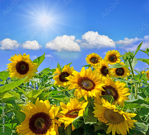 Fototapeta Naklejka Na Ścianę i Meble -  Sunflowers :)