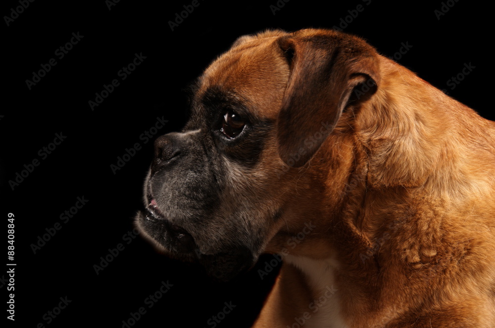 Fototapeta premium Boxer en studio sur fond noir