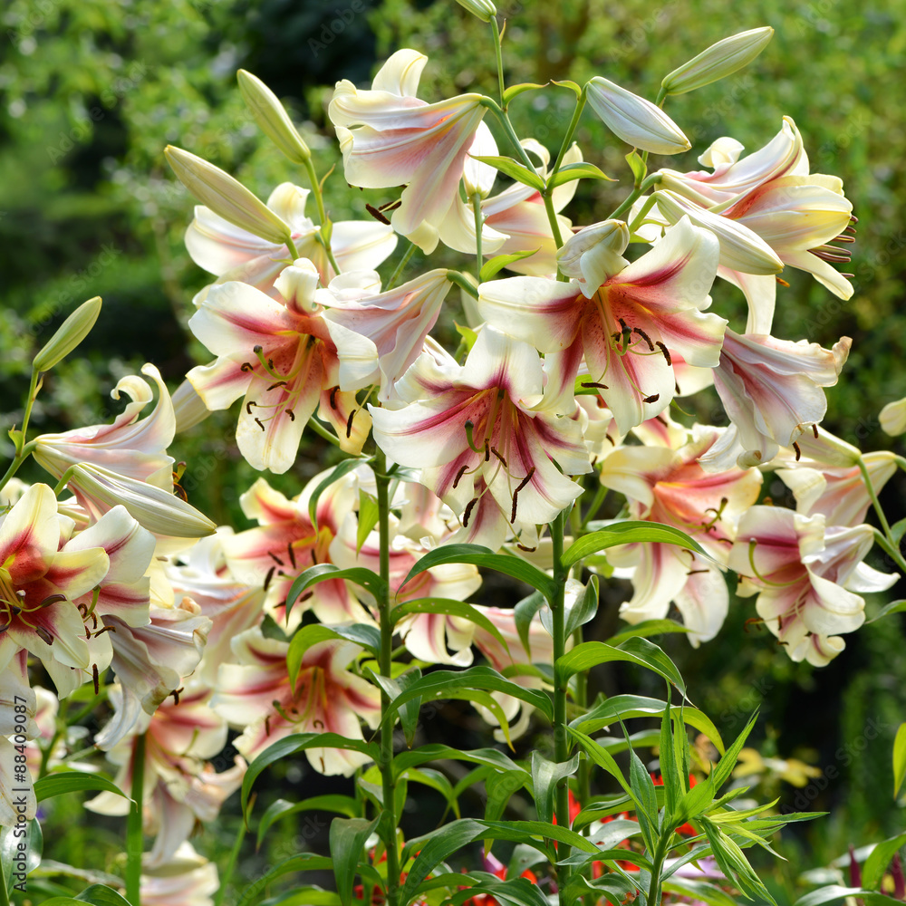 Obraz premium Blumen 405