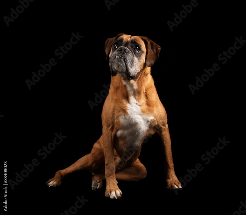 Boxer en studio sur fond noir