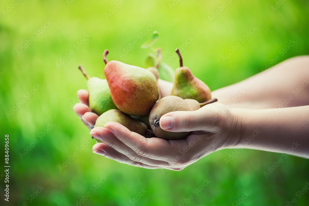 Female farmer holding pears from her orchard Female farmer holding pears from her orchard