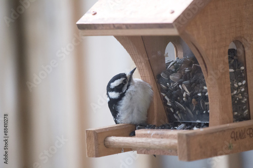 Bird on Feeder - Woodpecker