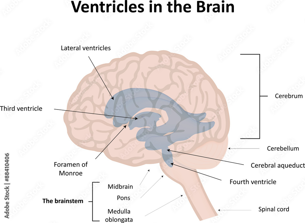 Ventricular System of the Brain With Labels Stock Vector | Adobe Stock