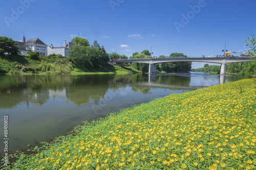 Fototapeta Naklejka Na Ścianę i Meble -  Creeping water primrose yellow flowers