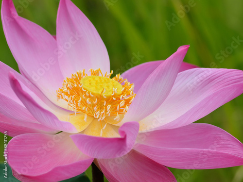 Lotus flower