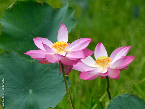 Lotus flower