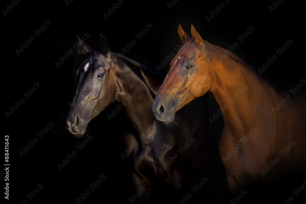 Fototapeta premium Portrait of two horse isolated on black background
