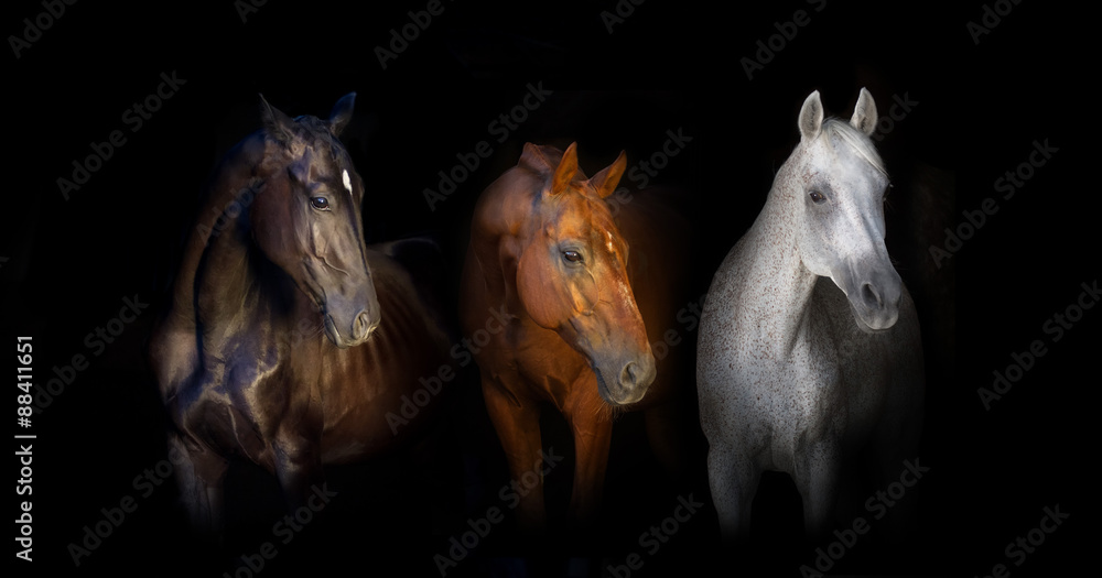 Black red and white horses portrait isolated on black background Black red and white horses portrait isolated on black background