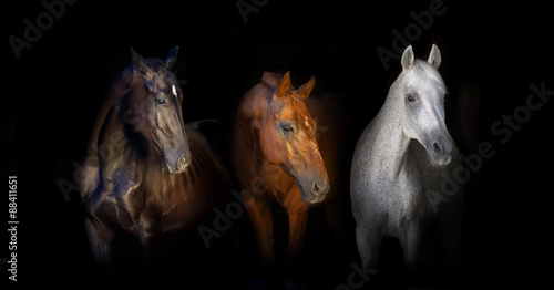 Fototapeta Naklejka Na Ścianę i Meble -  Black red and white horses portrait isolated on black background