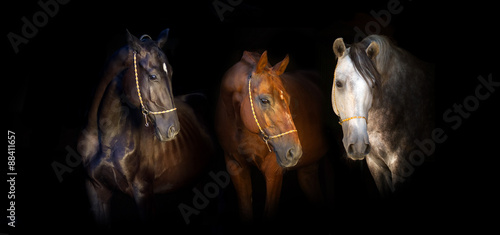Black red and white horses portrait isolated on black background #88411657