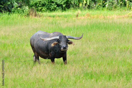 Buffaloes in a field of grass,Thailand