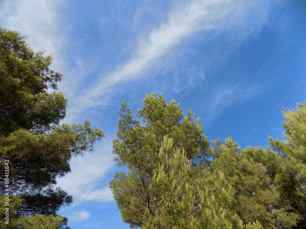 Pine trees and sky