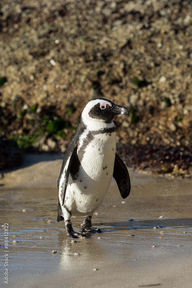 Naklejka premium African penguin on the beach