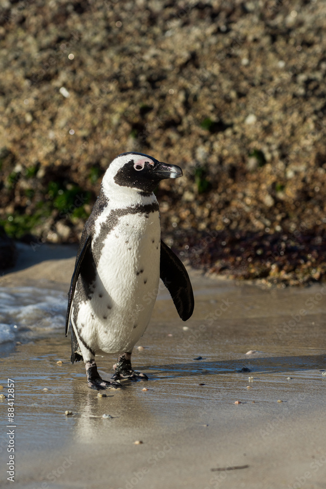 Fototapeta premium African penguin on the beach