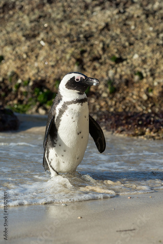 African penguin on the beach